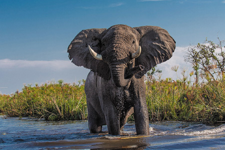 cat217/dom3/lang1/img1/450-ELEFANTE  BOTSWANA-PIXABY.jpg